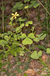 Great yellow woodsorrel